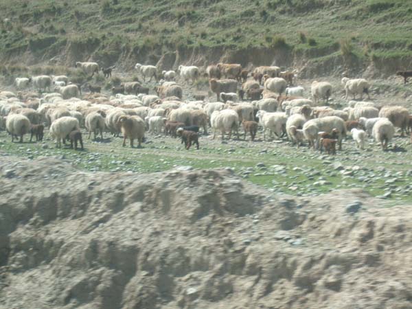 成群的羊儿在觅食